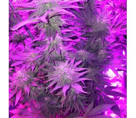 Girl Scout Cookies Auto - Original Sensible Seeds