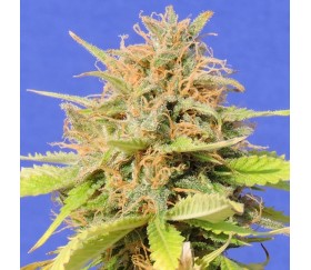 Girl Scout Cookies Auto - Original Sensible Seeds