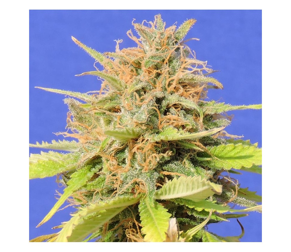 Girl Scout Cookies Auto - Original Sensible Seeds