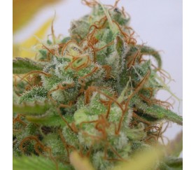 Gorilla Glue 4 Auto von Original Sensible Seeds