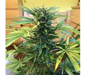 Gorilla Glue 4 Auto von Original Sensible Seeds