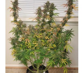 Lemonberry Haze Auto by Original Sensible Seeds