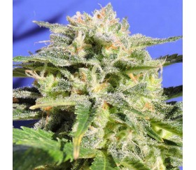 Lemonberry Haze Auto by Original Sensible Seeds