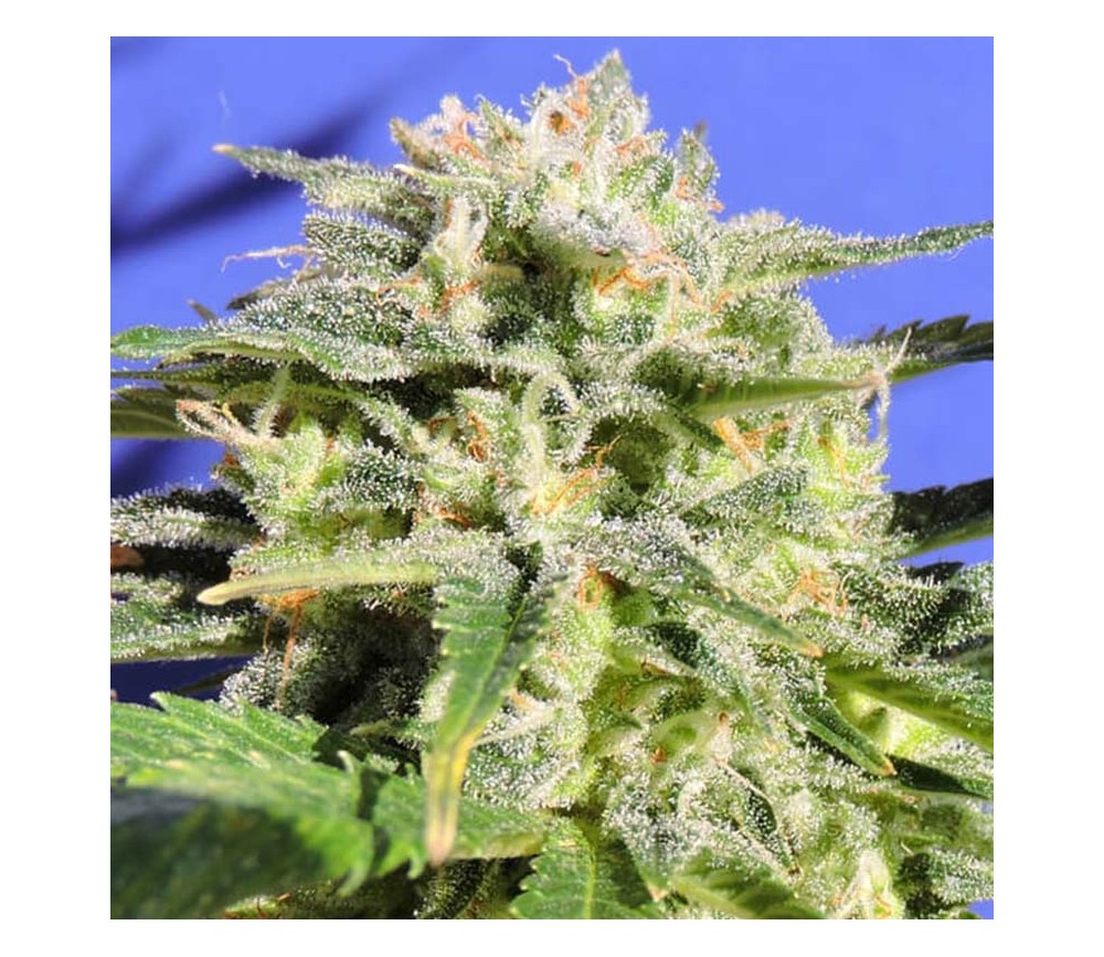 Lemonberry Haze Auto von Original Sensible Seeds