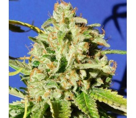 Orange Diesel Auto von Original Sensible Seeds