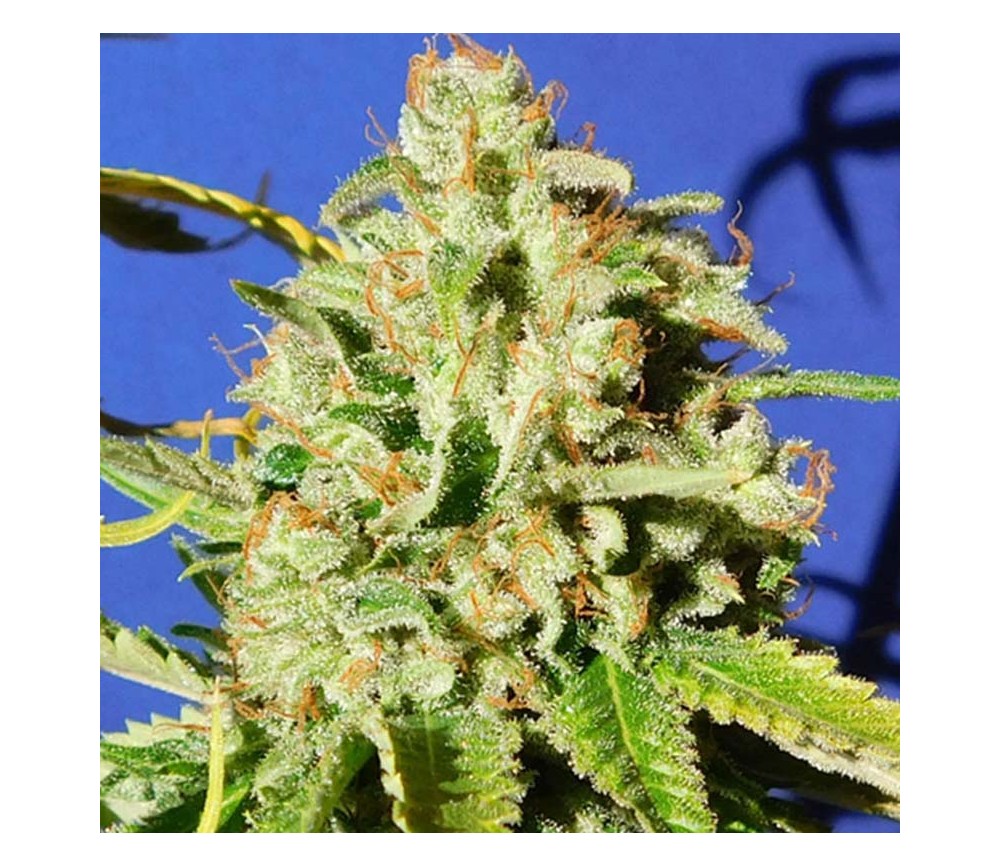 Orange Diesel Auto de Original Sensible Seeds