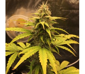 Orange Diesel Auto from Original Sensible Seeds