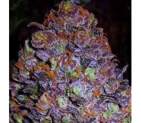 Purple Haze Auto Original Sensible Seeds