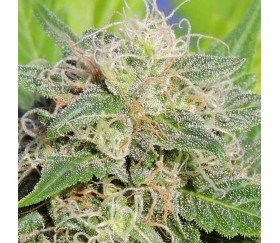 Super Auto Lemon Haze de Original Sensible Seeds