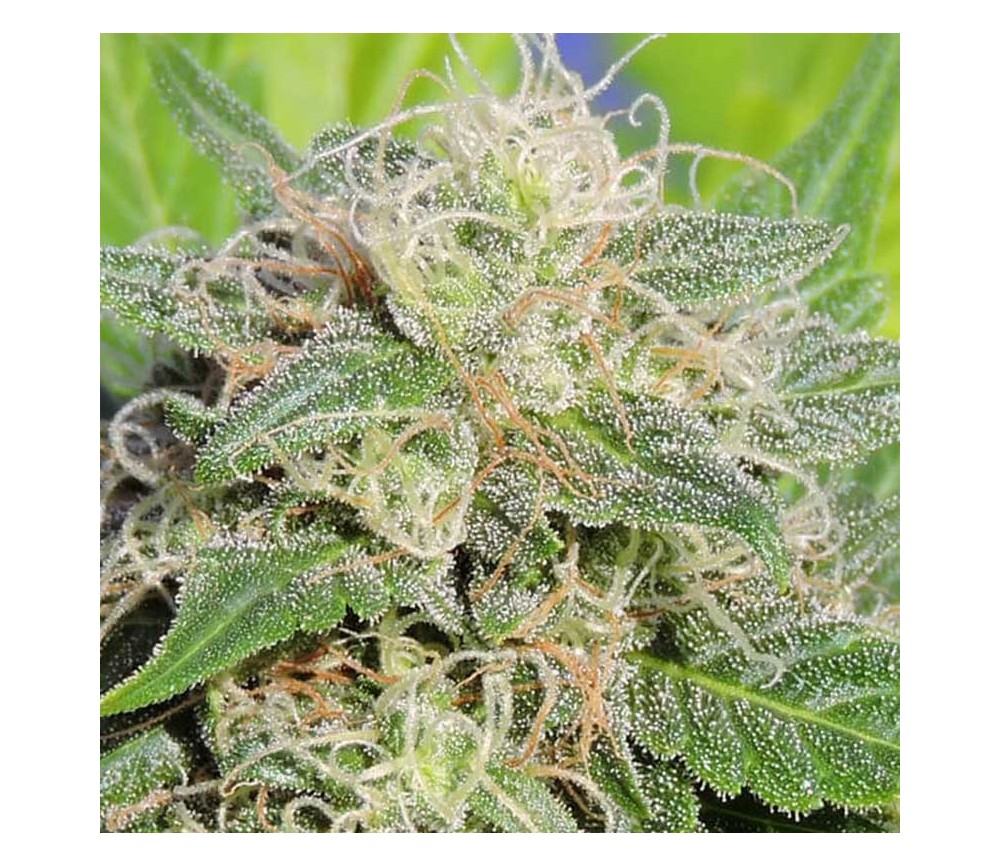 Super Auto Lemon Haze de Original Sensible Seeds