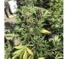 Super Auto Lemon Haze de Original Sensible Seeds