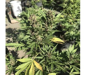 Super Auto Lemon Haze from Original Sensible Seeds