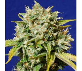 Sweet Peach Auto CBD de Original Sensible Seeds.