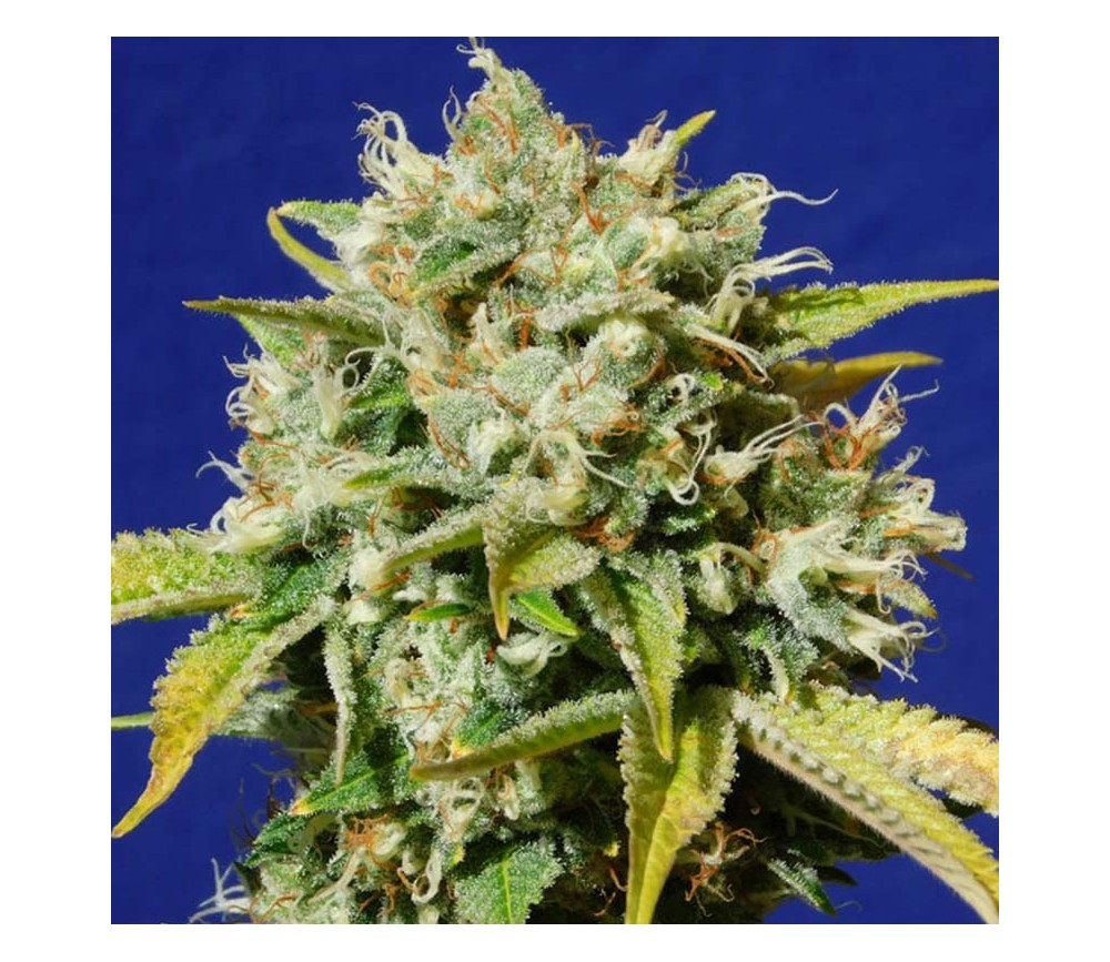 Sweet Peach Auto CBD par Original Sensible Seeds.