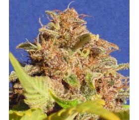 Wedding Cake Auto von Original Sensible Seeds.