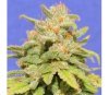 White Crystal Meth Auto by Original Sensible Seeds