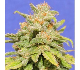 White Crystal Meth Auto de Original Sensible Seeds