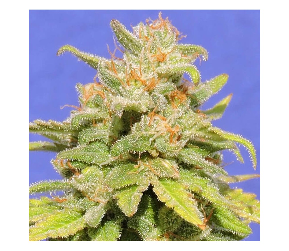 White Crystal Meth Auto by Original Sensible Seeds