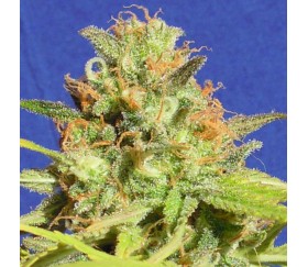 Zkittlez Auto von Original Sensible Seeds