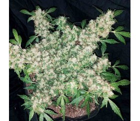 Zkittlez Auto von Original Sensible Seeds