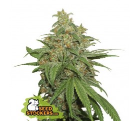 Semillas auto de AK420 Auto de SeedStockers en el catálogo de semillas de marihuana de La Huerta Growshop.