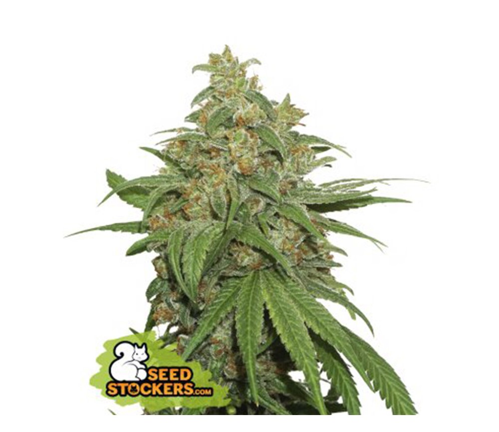 Semillas auto de AK420 Auto de SeedStockers en el catálogo de semillas de marihuana de La Huerta Growshop.