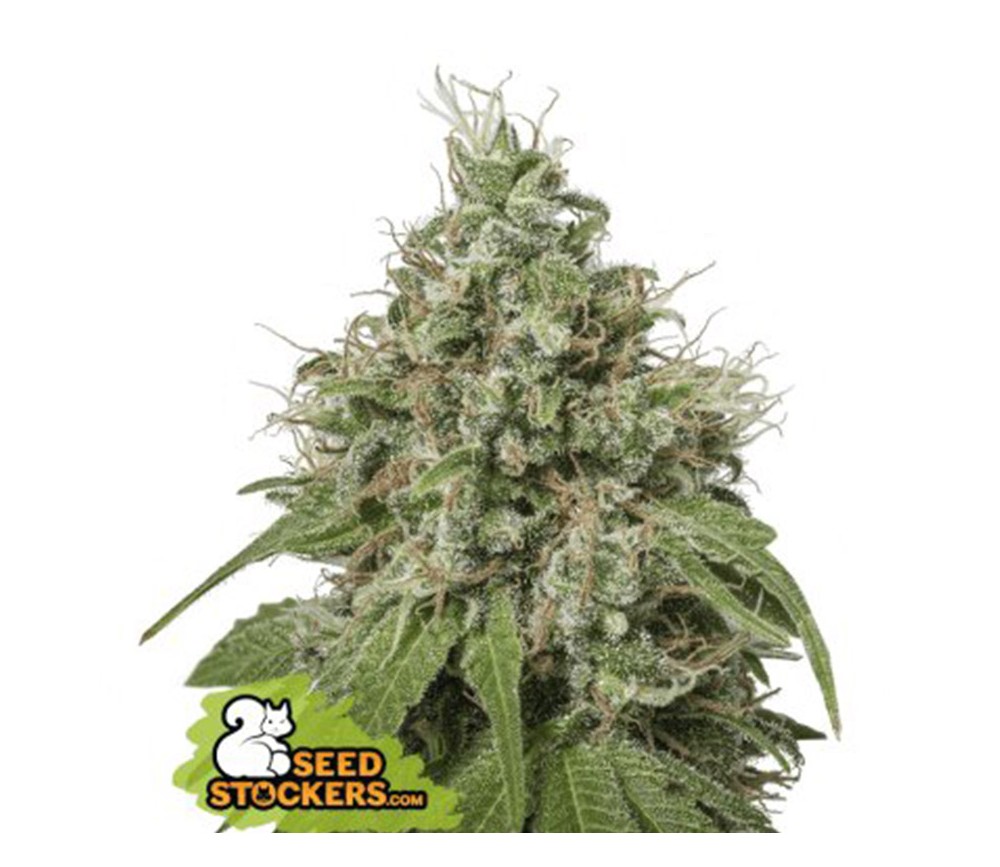 Semillas feminizadas de Amnesia de SeedStockers en el catálogo de semillas de marihuana de La Huerta.
