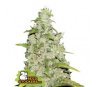 Semillas auto de Amnesia auto de SeedStockers en el catálogo de semillas feminizadas de cannabis de La Huerta GrowShop.