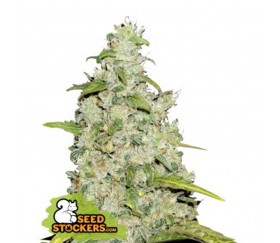 Semillas auto de Amnesia auto de SeedStockers en el catálogo de semillas feminizadas de cannabis de La Huerta GrowShop.