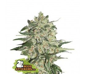 Semillas feminizadas de Big Bud de SeedStockers en el catálogo de semillas de marihuana de La huerta