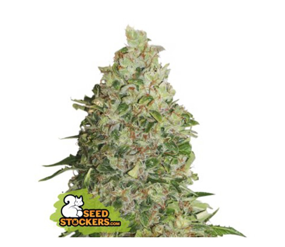 Venta de Mechero Raw - La Huerta Grow Shop