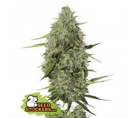 Semillas auto de BCN Critical XXL de SeedStockers en el catálogo de semilla de marihuana de La Huerta Growshop.