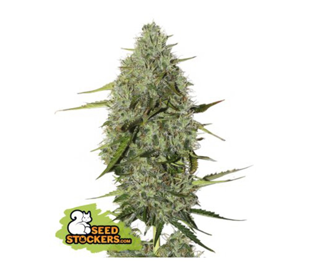 Semillas auto de BCN Critical XXL de SeedStockers en el catálogo de semilla de marihuana de La Huerta Growshop.