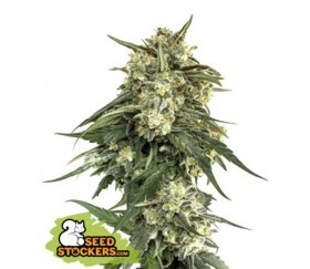 Semillas faminizadas fast de BCN Critical XXL de SeedStockers en el catálogo de semilla de marihuana de La Huerta Growshop.