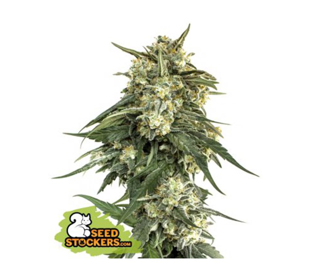 Semillas faminizadas fast de BCN Critical XXL de SeedStockers en el catálogo de semilla de marihuana de La Huerta Growshop.