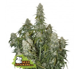 Big Bud Auto de Seedstockers