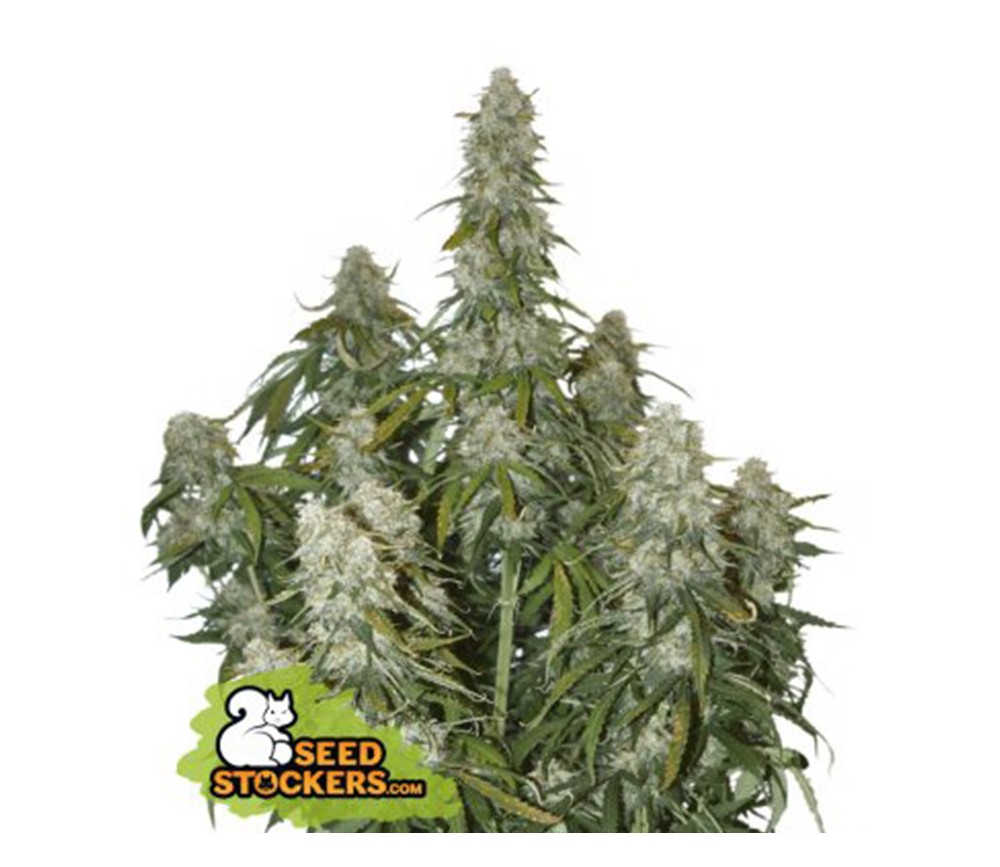 Big Bud Auto de Seedstockers