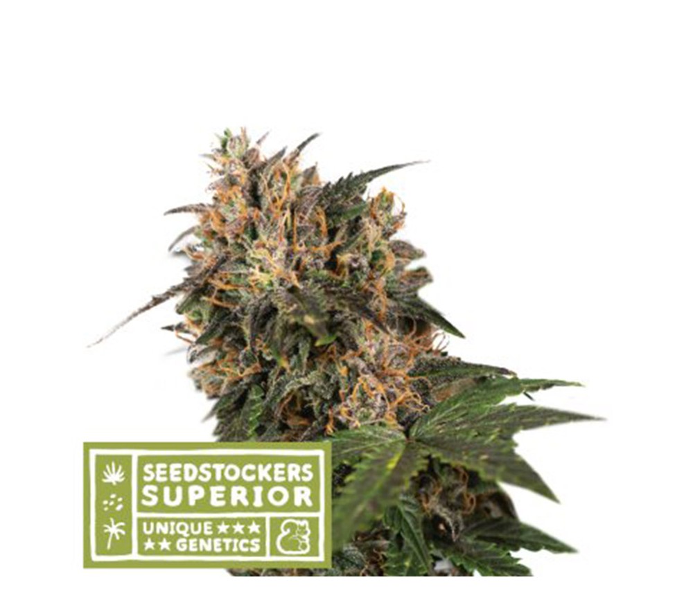 Blackberry Gum de Seedstockers