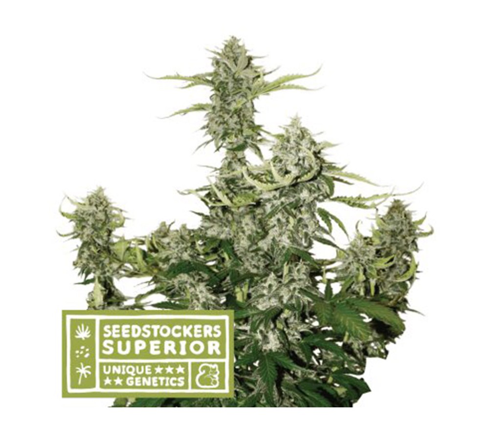 Candy Dawg Auto de Seedstockers