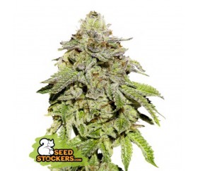 Cookies And Cream de Seedstockers