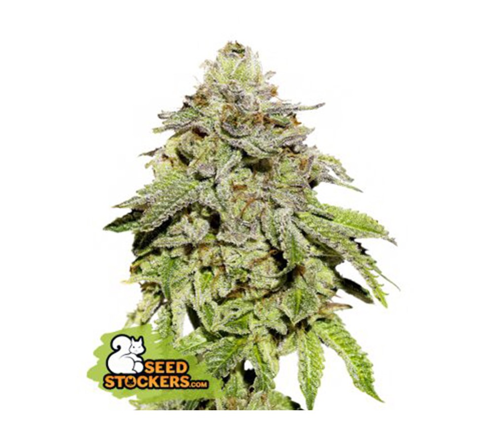 Cookies And Cream de Seedstockers