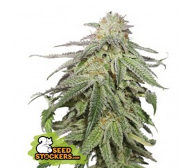 Cookies And Cream Auto de Seedstockers