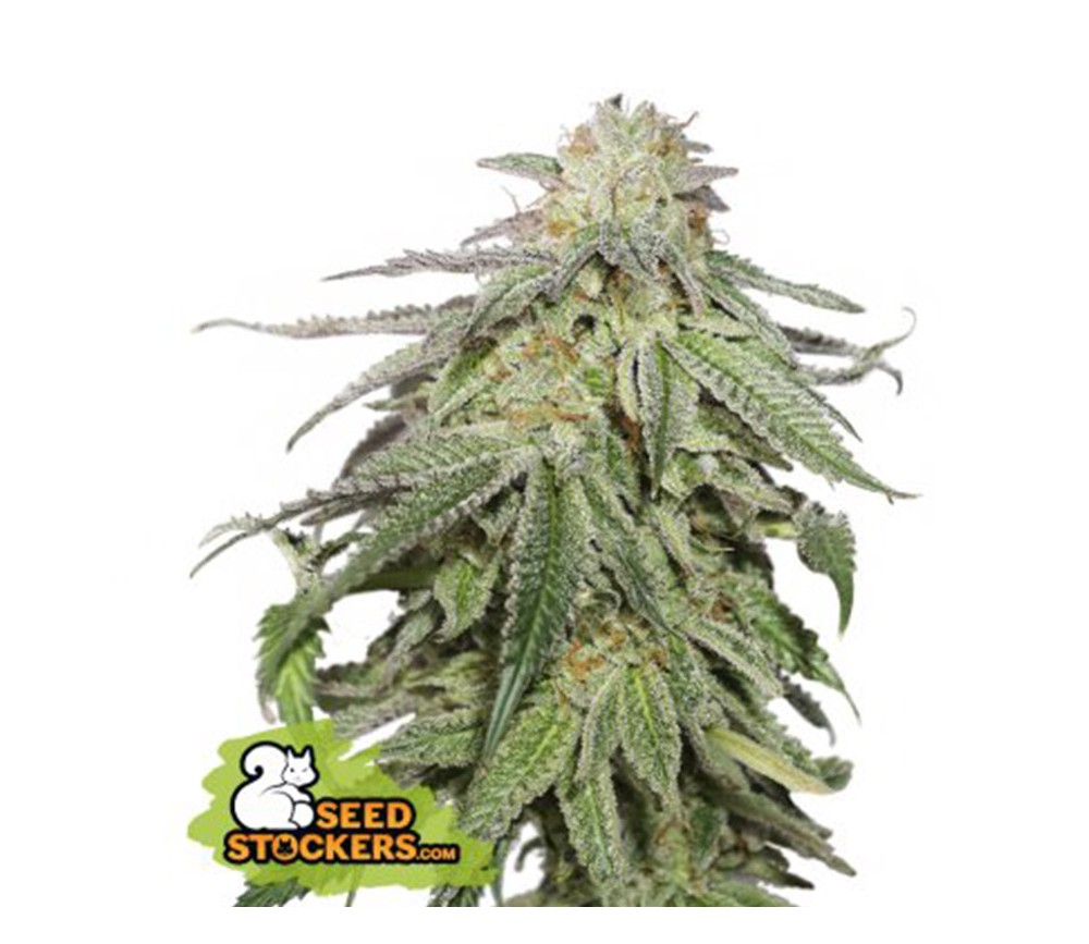 Cookies And Cream Auto de Seedstockers