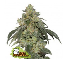 Cookies And Cream Fast de Seedstockers