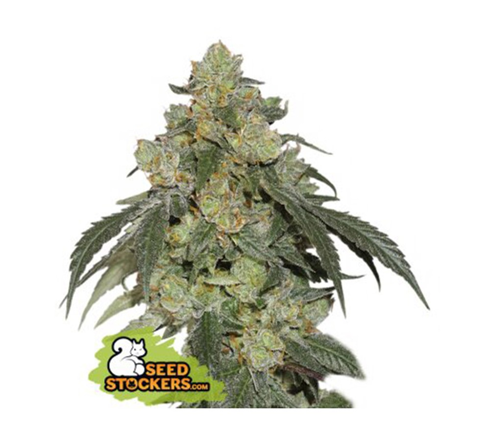 Cookies And Cream Fast de Seedstockers