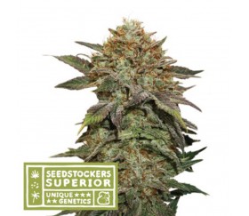 Fruit Cake de Seedstockers