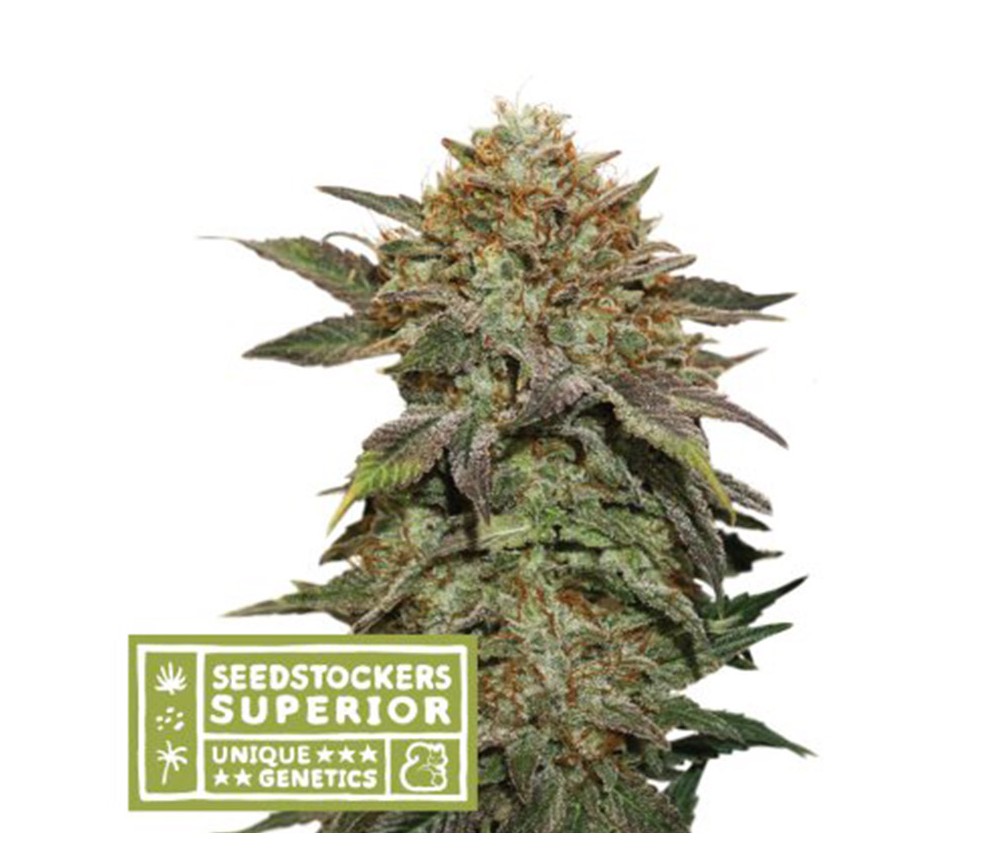 Fruit Cake de Seedstockers