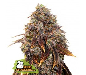 Gelato 41 de Seedstockers