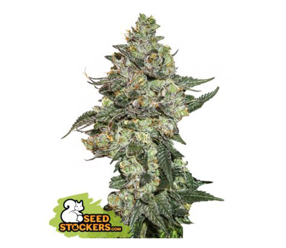 Girl Scout Cookies Auto de Seedstockers