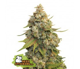 Golden Lemon Haze de Seedstockers